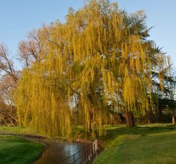 Salix Babylonica