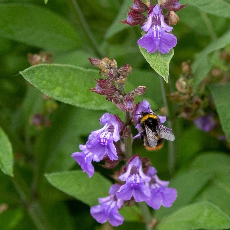 Salvia Officinalis Bio