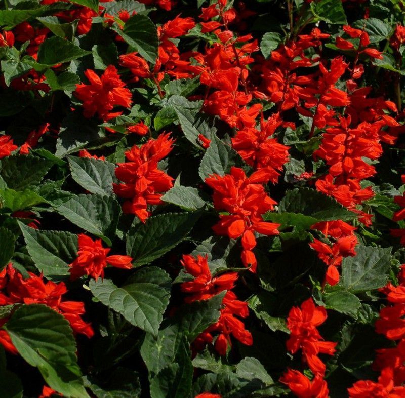 Salvia Roja Caja de 15 uds.