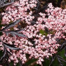 Sambucus Nigra Black Lace