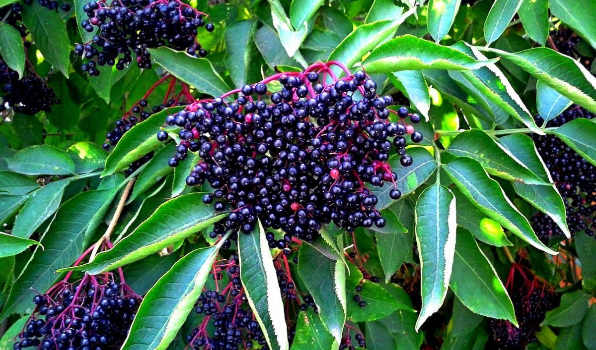 Sambucus nigra "Korsor​"
