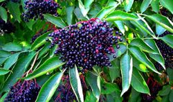 Sambucus nigra "Korsor​"
