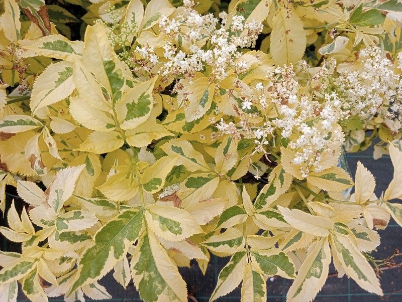 Sambucus nigra Madonna