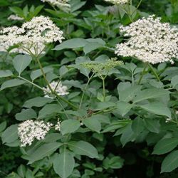 Sambucus Nigra Sauco