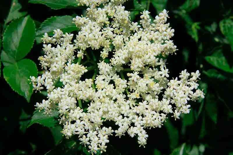Sambucus nigra, Saúco negro.