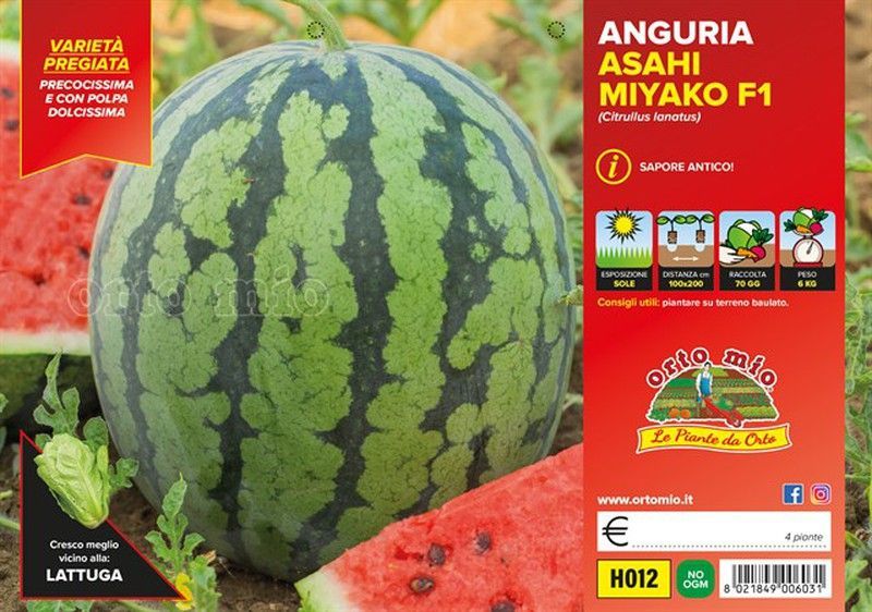 Sandía Asahi Myako 4 Plantas en Pack