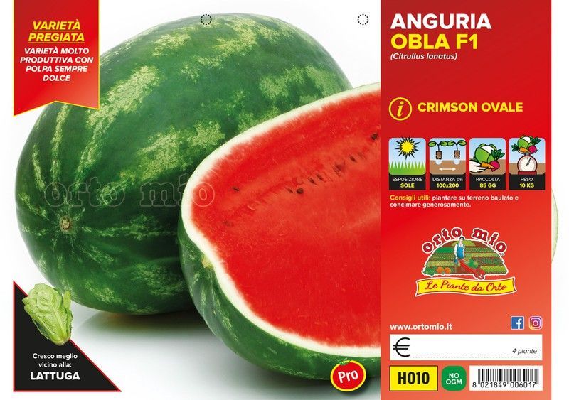 Sandía Crimson Sweet Obla 4 Plantas en Pack