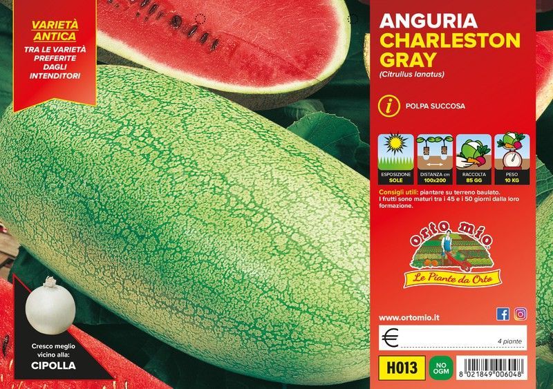 Sandía Larga Charleston Gray 4 Plantas en Pack