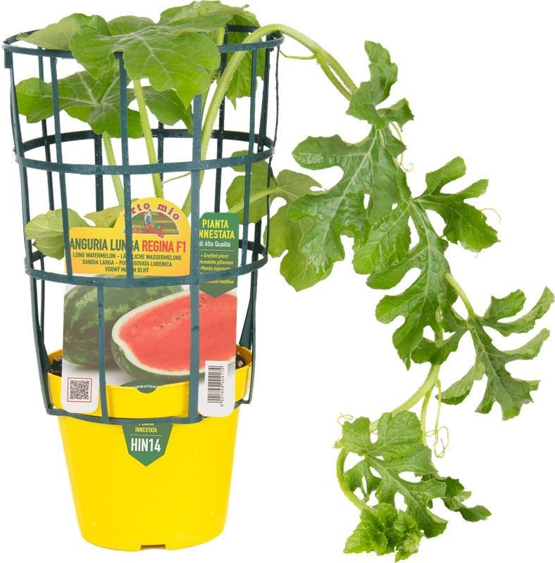 Sandía Larga Regina 1 Planta en M-14 Injertada