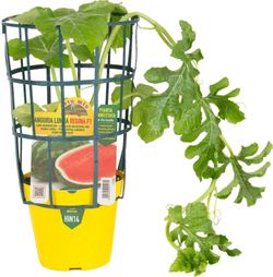 Sandía Larga Regina 1 Planta en M-14 Injertada