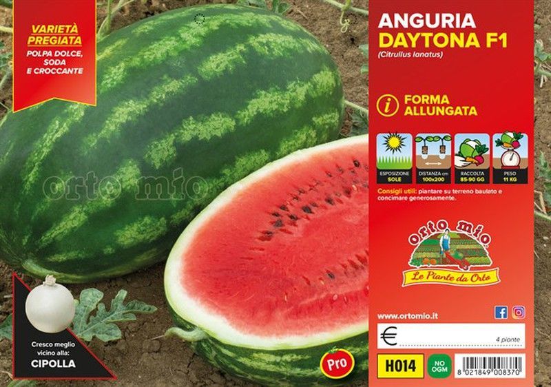 Sandía Striata Larga Daytona 4 Plantas en Pack