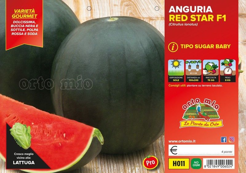 Sandía Sugar Baby Bingo 4 Plantas en Pack