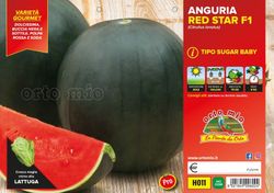 Sandía Sugar Baby Bingo 4 Plantas en Pack