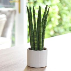 Sansevieria cilíndrica Straight