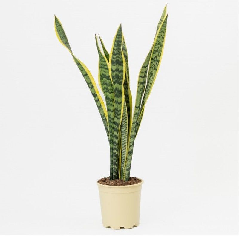 Sansevieria Trifasciata Ø20cm de 50/60cm de altura