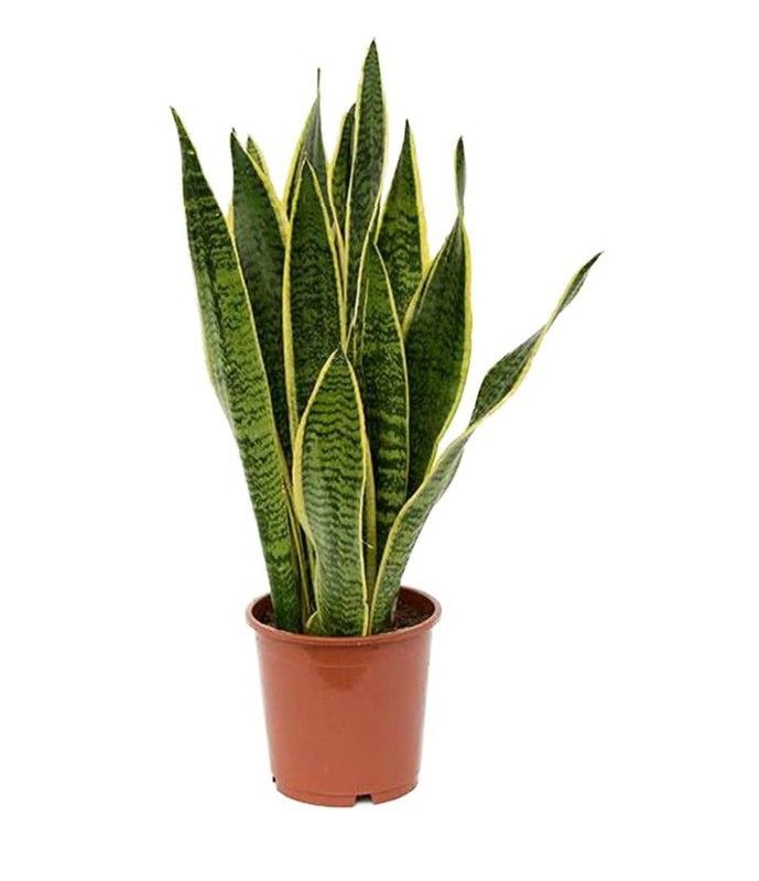 Sansevieria Trifasciata XL
