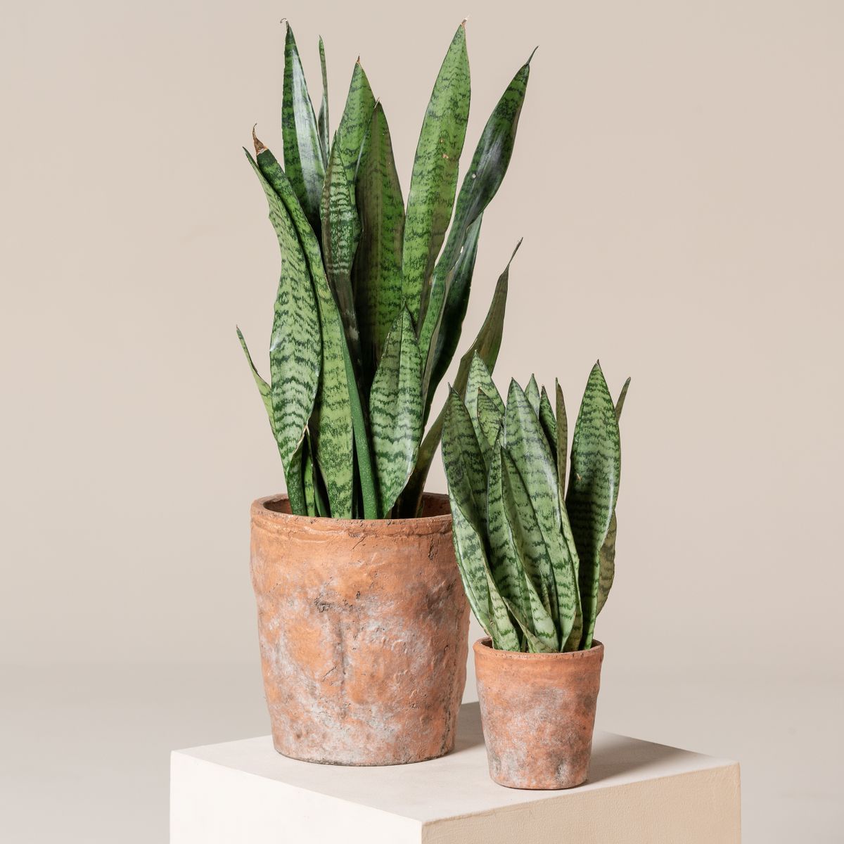 Sansevieria Zeylanica