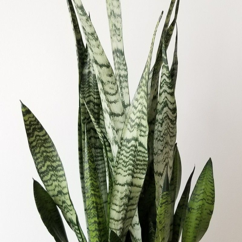 SANSEVIERIA ZEYLANICA "COMPACTA"