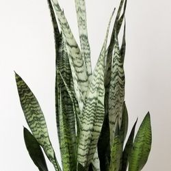 SANSEVIERIA ZEYLANICA "COMPACTA"
