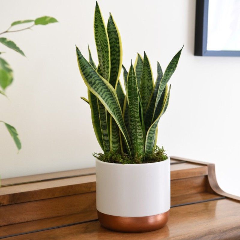 Sansevierias Trifasciata Laurentii