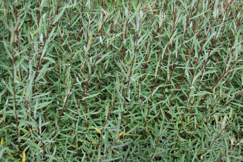 Sauce o salce colorado, salgueiro, Salix purpurea