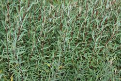 Sauce o salce colorado, salgueiro, Salix purpurea