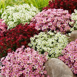 Saxifraga Arendsii Caja 6 uds.
