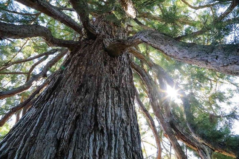 Secuoia gigante, secuoya gigante, Sequoiadendron giganteum.