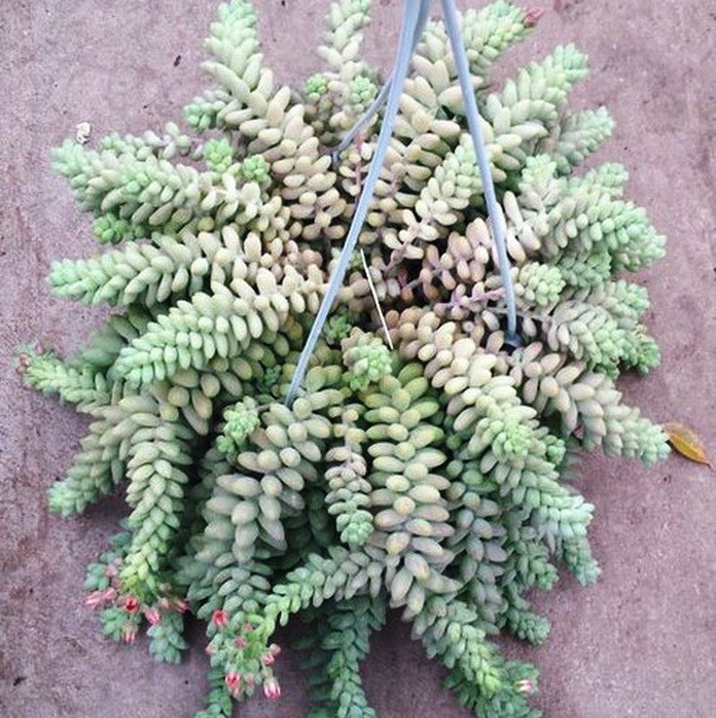 Sedum Morganianum Burrito