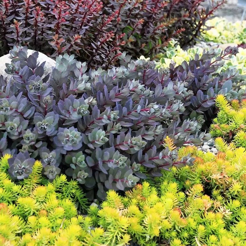Sedum Variado Caja 15 uds.