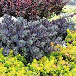 Sedum Variado Caja 15 uds.