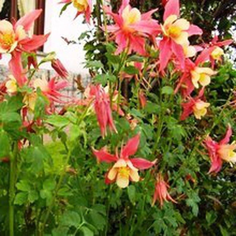 Semilla Aguileña de Jardín