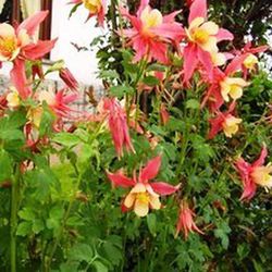 Semilla Aguileña de Jardín