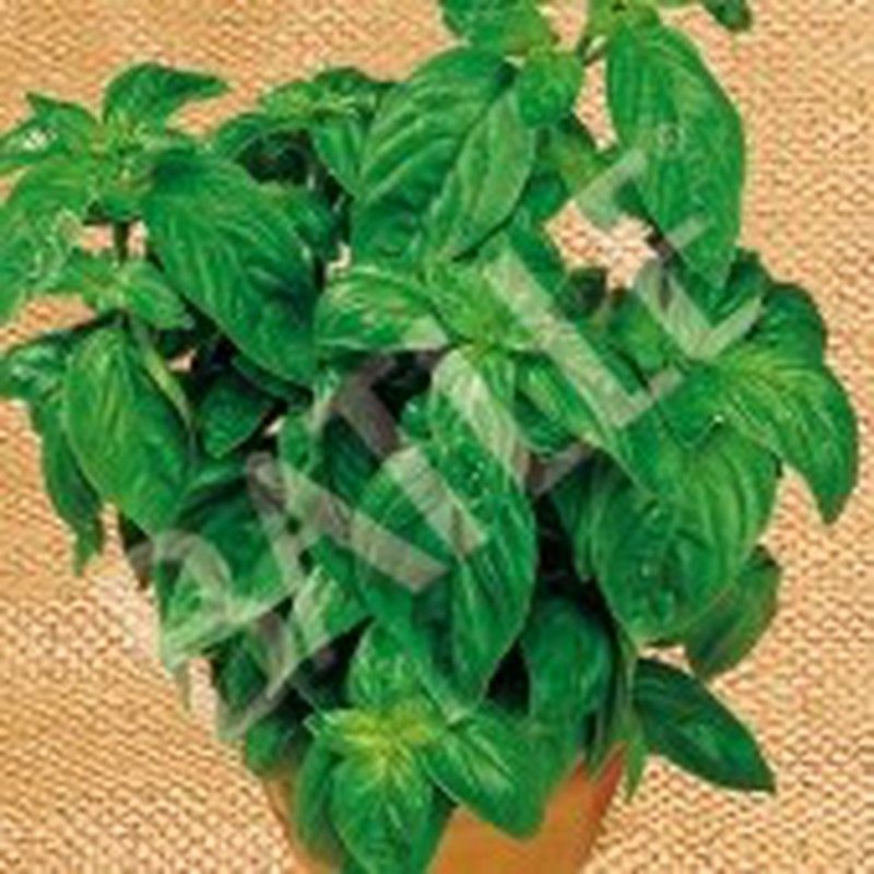 Semilla Albahaca Genovesa Bio