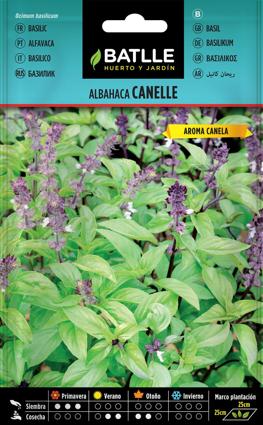 Semilla aromatica de albahaca cannelle, Ocimum basilicum