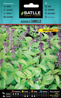 Semilla aromatica de albahaca cannelle, Ocimum basilicum