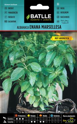 Semilla aromática de albahaca enana marsellesa, Ocimum basilicum
