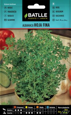 Semilla aromática de albahaca hoja fina