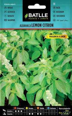 Semilla aromática de albahaca lemon citron, Ocimum basilicum