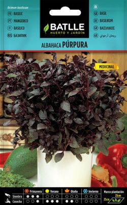 Semilla aromática de albahaca purpura