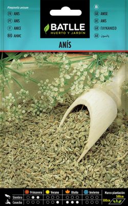 Semilla aromática de anís, anís verde, pimpinella anisum.