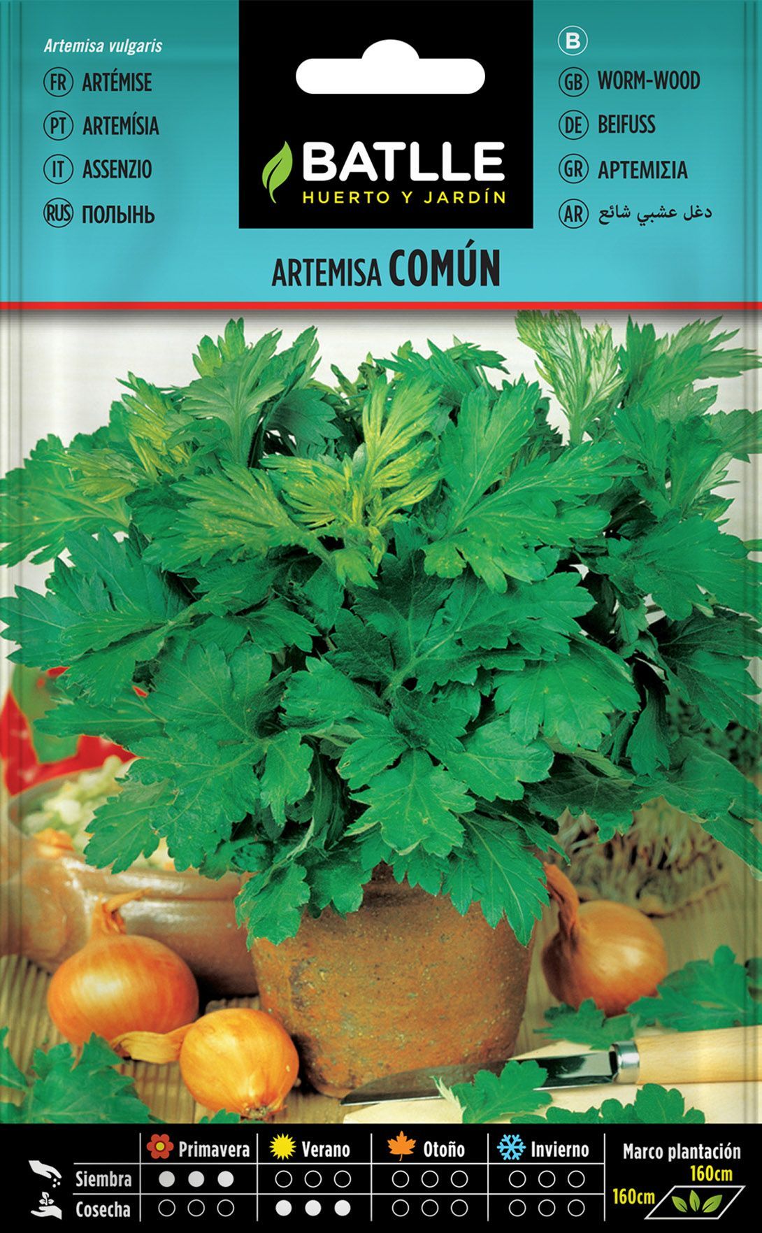 Semilla aromática de artemisa común, artemisia vulgari
