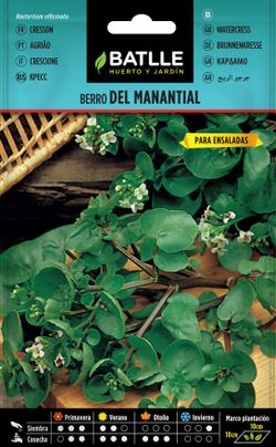 Semilla aromática de berro del manantial de la fuente, nasturtium officinalis.