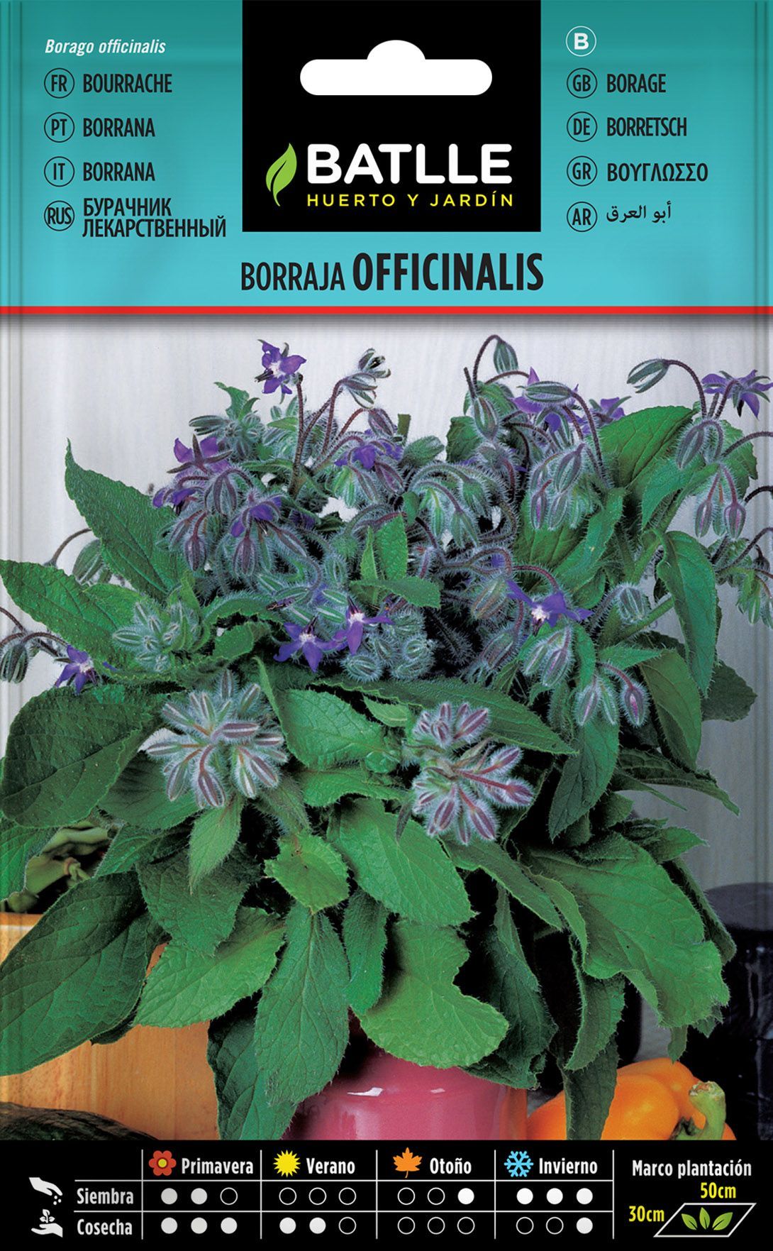 Semilla aromática de borraja