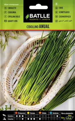 Semilla aromática de cebollino, cebolhino