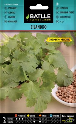 Semilla aromática de cilandro, coentros sativo