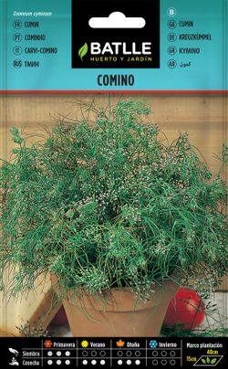 Semilla aromática de comino común