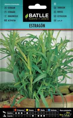 Semilla aromática de estragón, Artemisa dracunculus