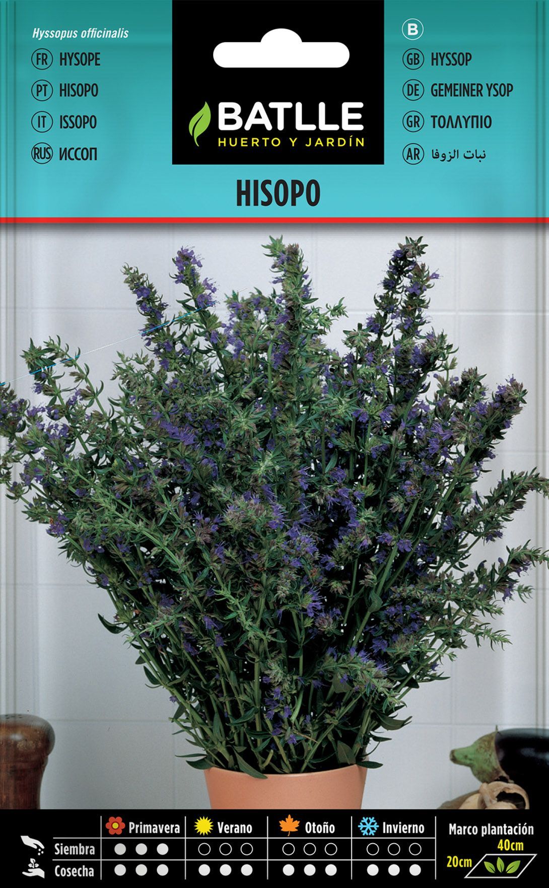 Semilla aromática de hisopo, hyssopus officinalis