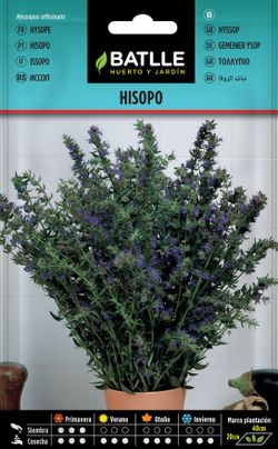Semilla aromática de hisopo, hyssopus officinalis